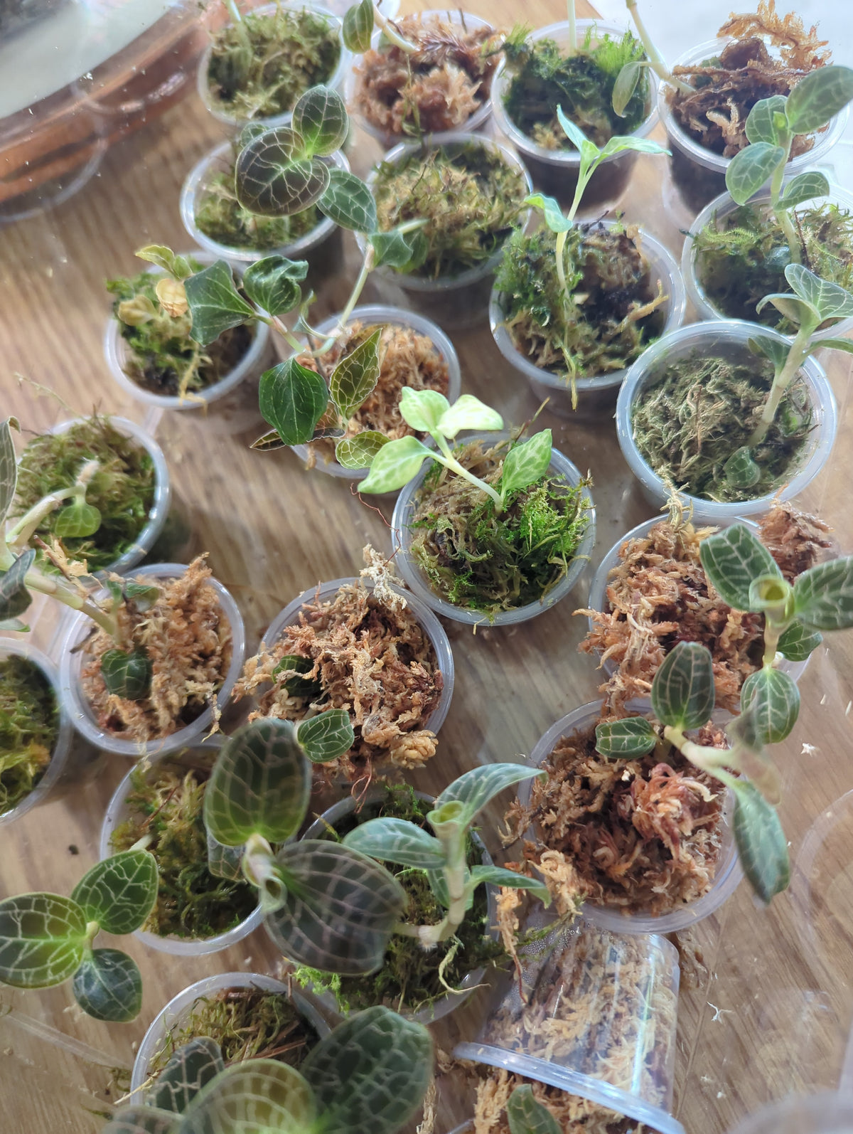 2inch Assorted Jewel Orchids