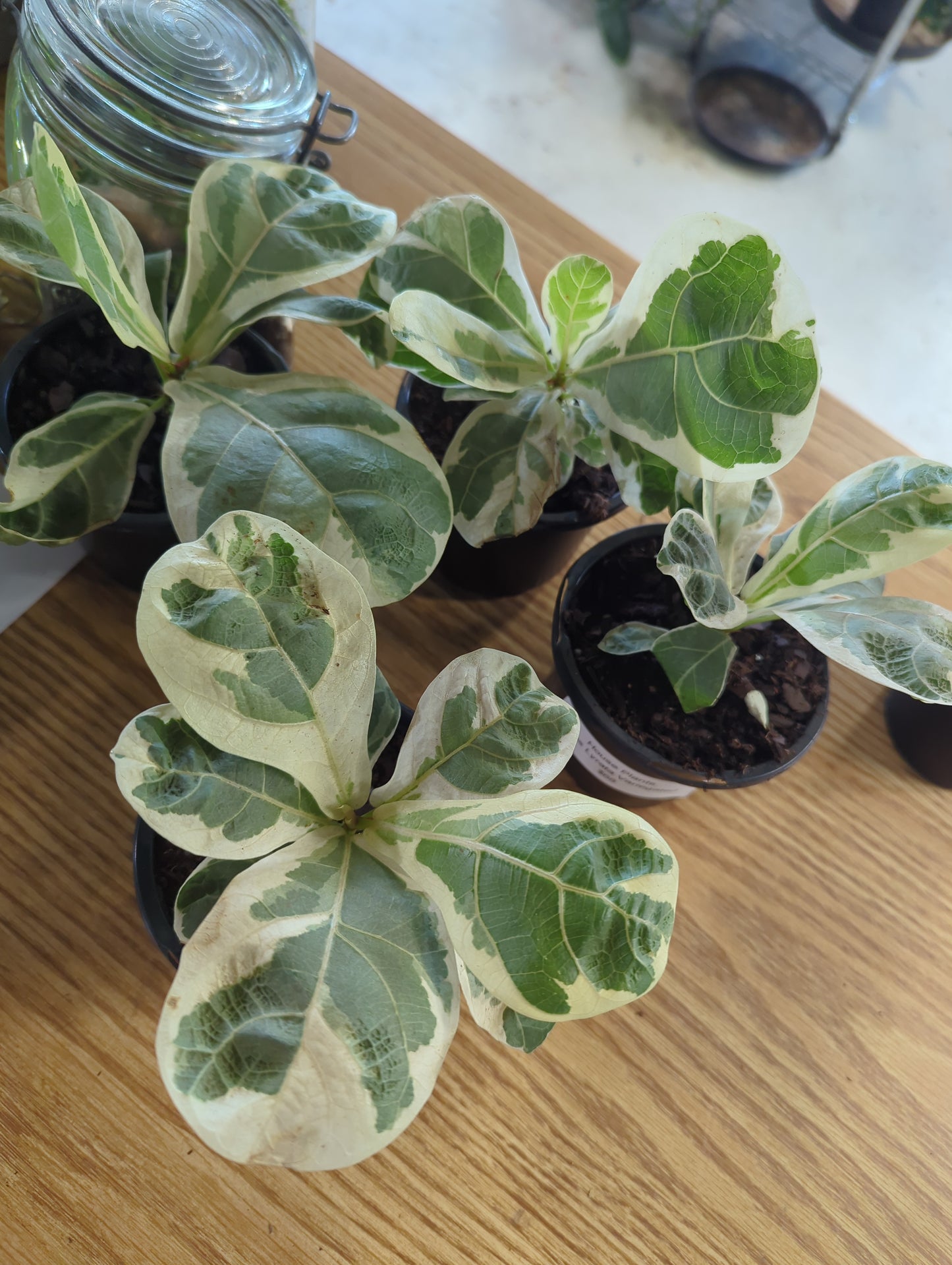 Variegated Fiddle Leaf 4in