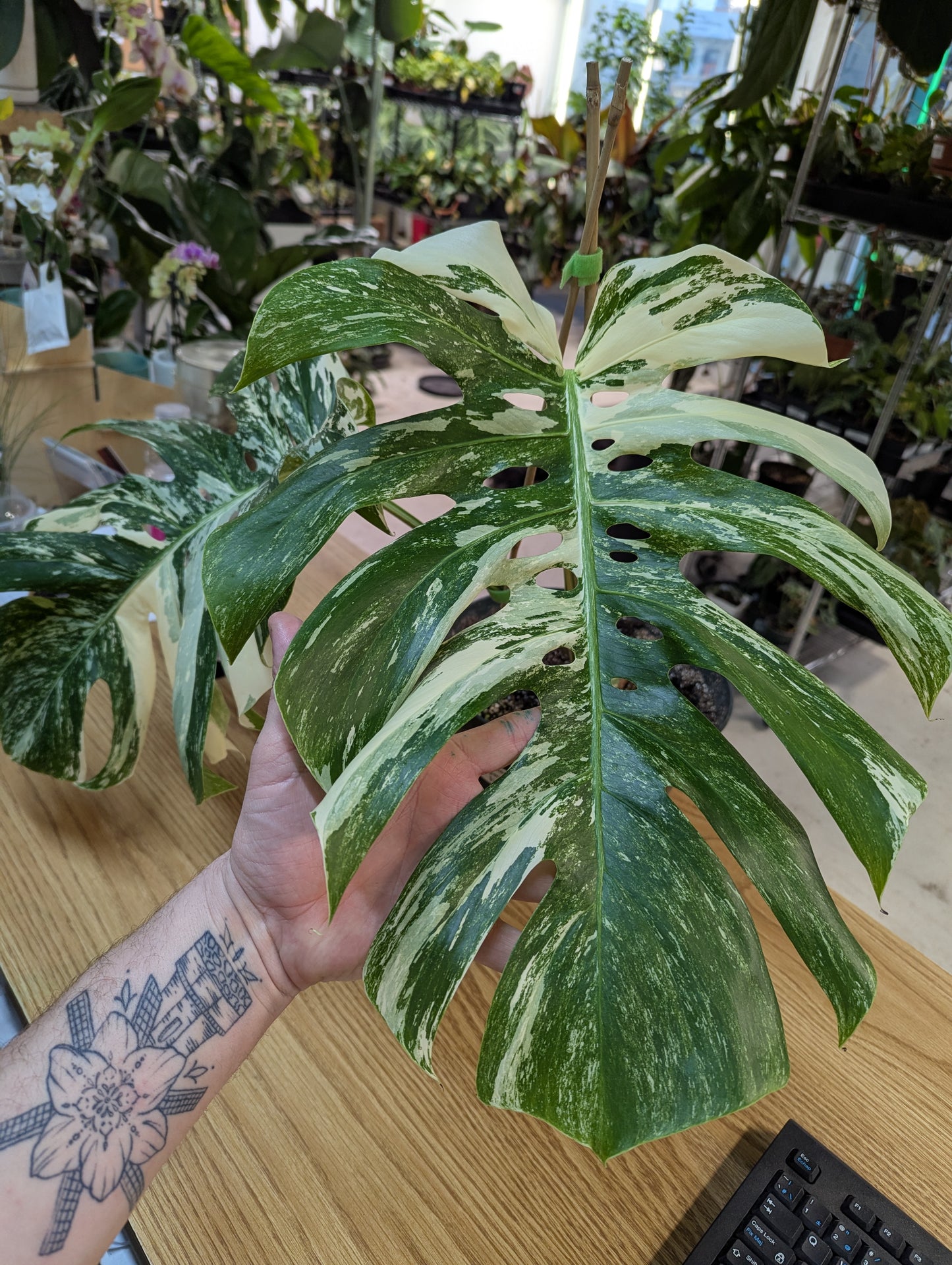 Monstera Borsigna Albo