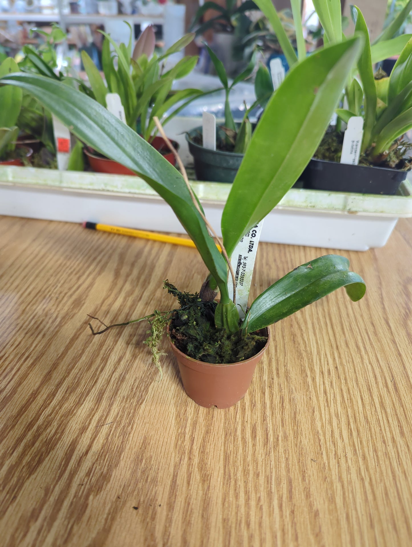 Bulbophyllum longissimum
