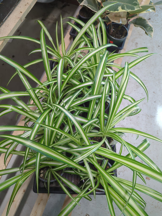 Spider Plant 4 inch