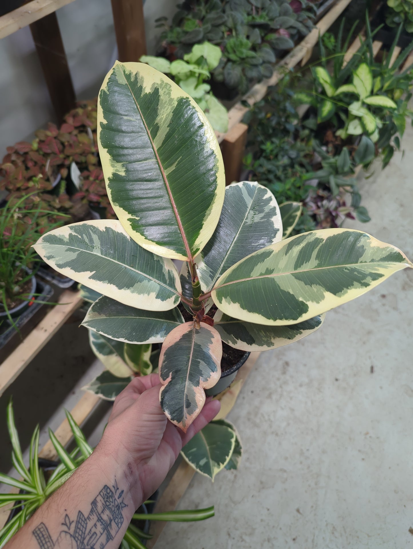 Tineke Rubber 4 inch