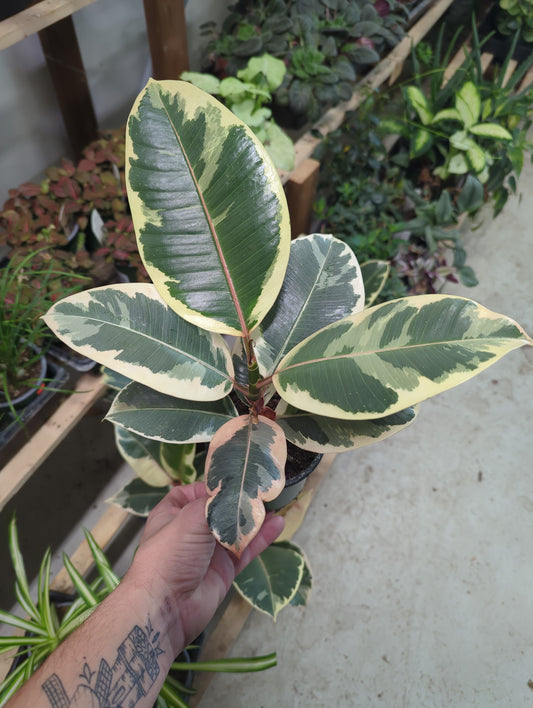 Tineke Rubber 4 inch