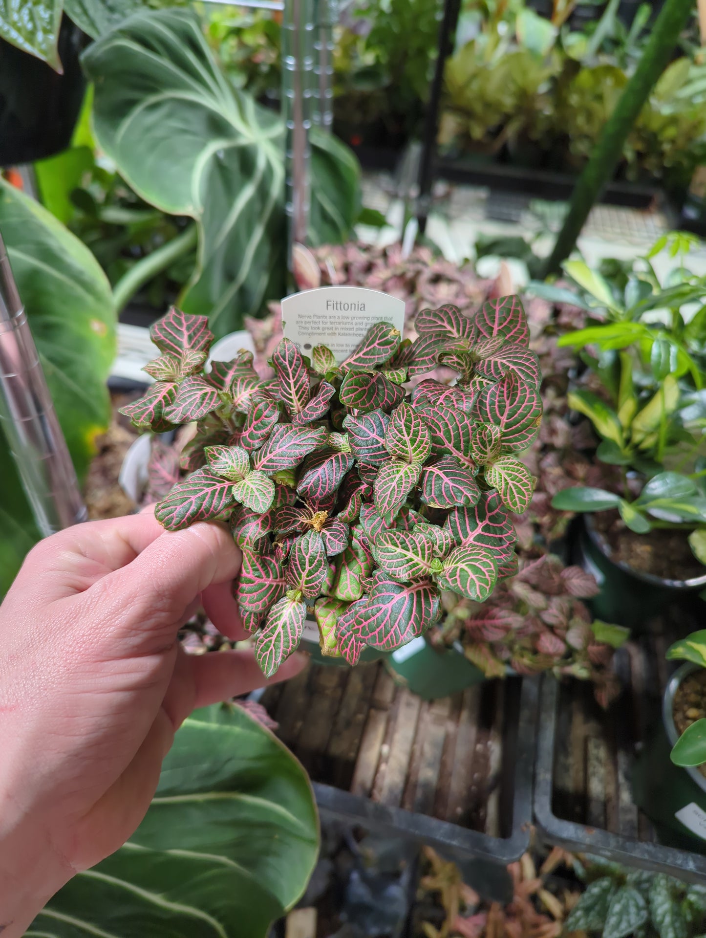 NERVE PLANT Pink