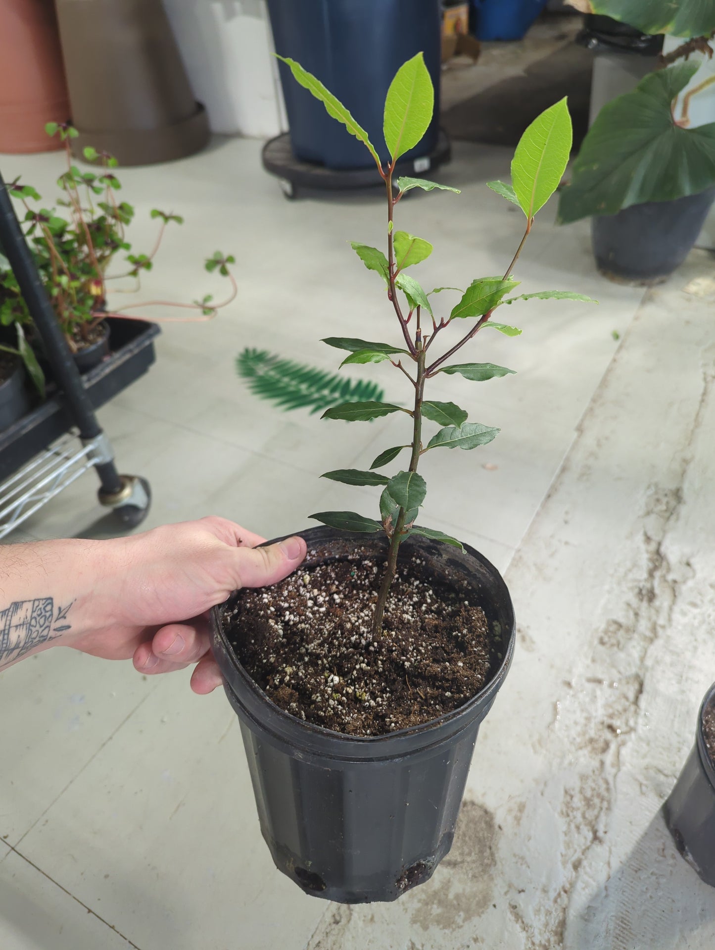 Bay Laurel  1gal