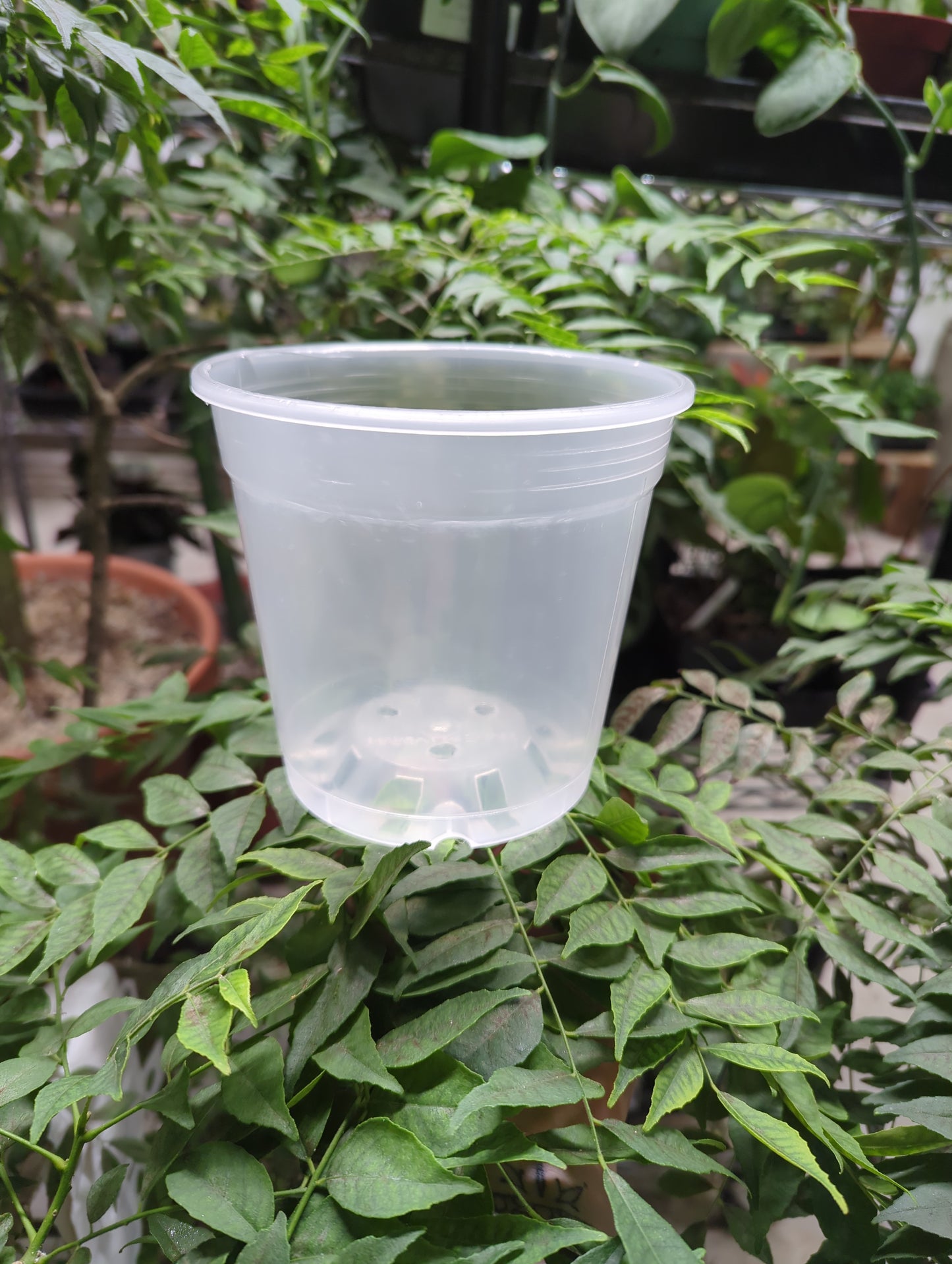 6' orchid pot clear NO SLITS