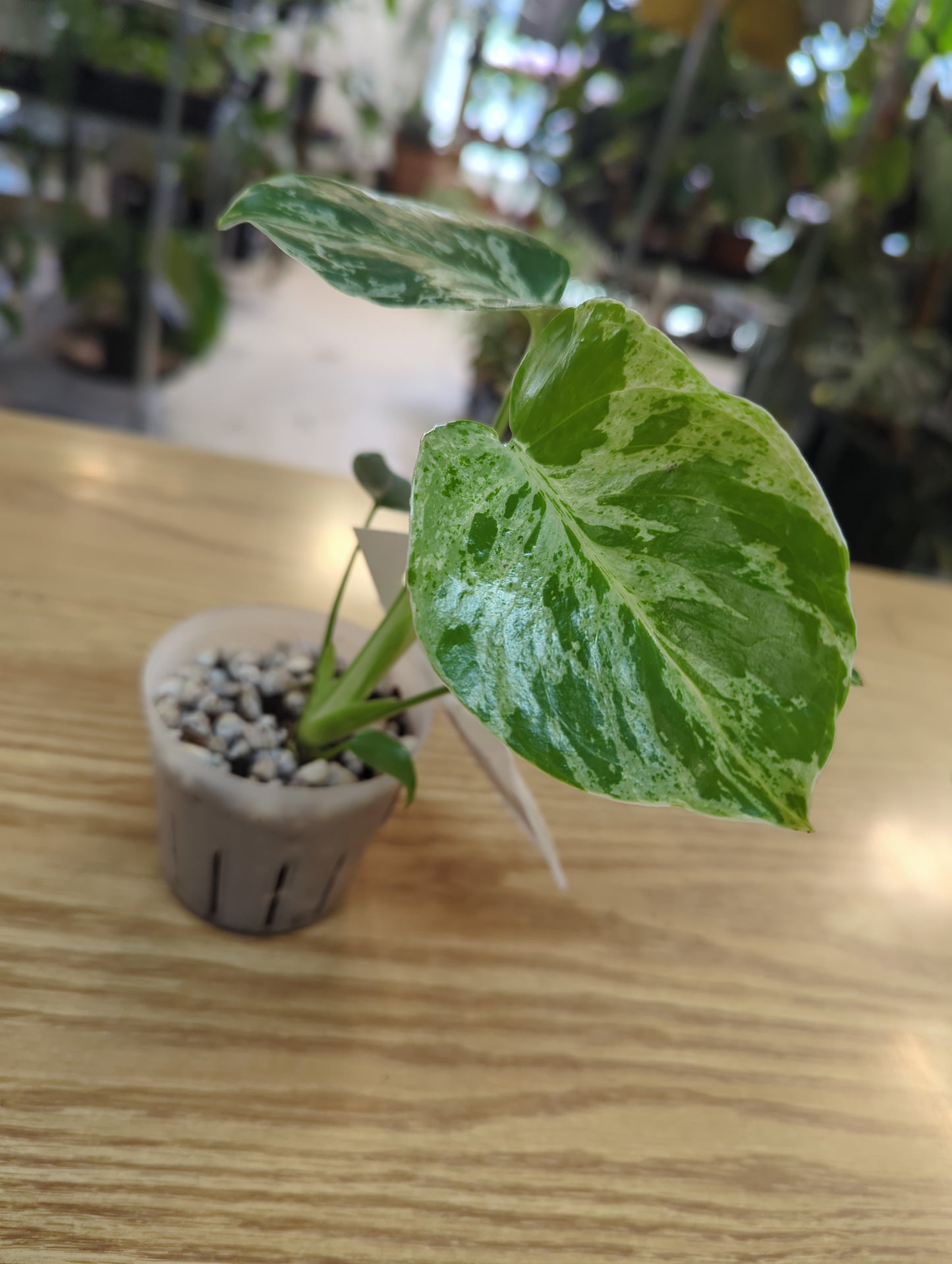 Monstera Bulbasaur