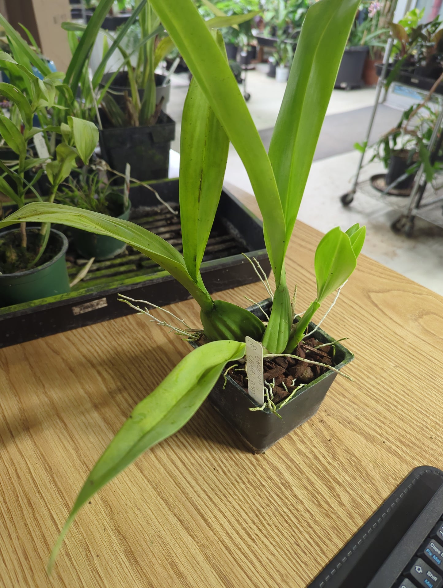 Oncidium Sharry Baby