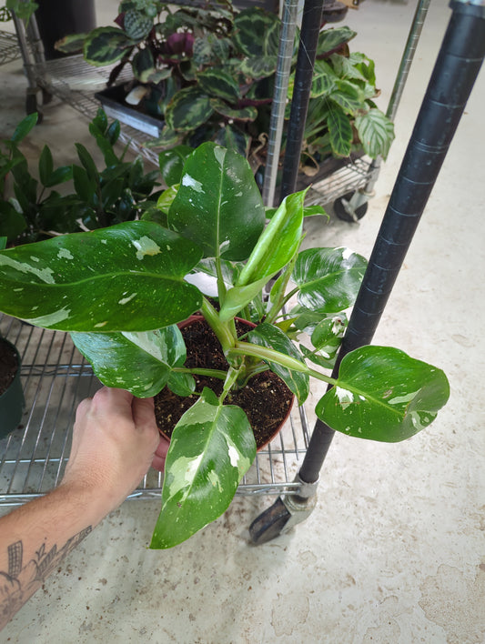 6 in Philo White Wizard