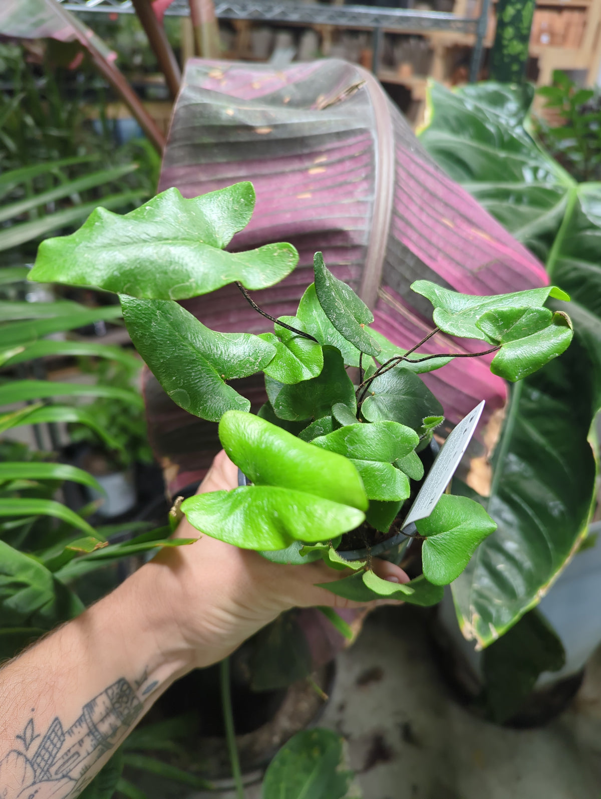 Heart Leaf Fern