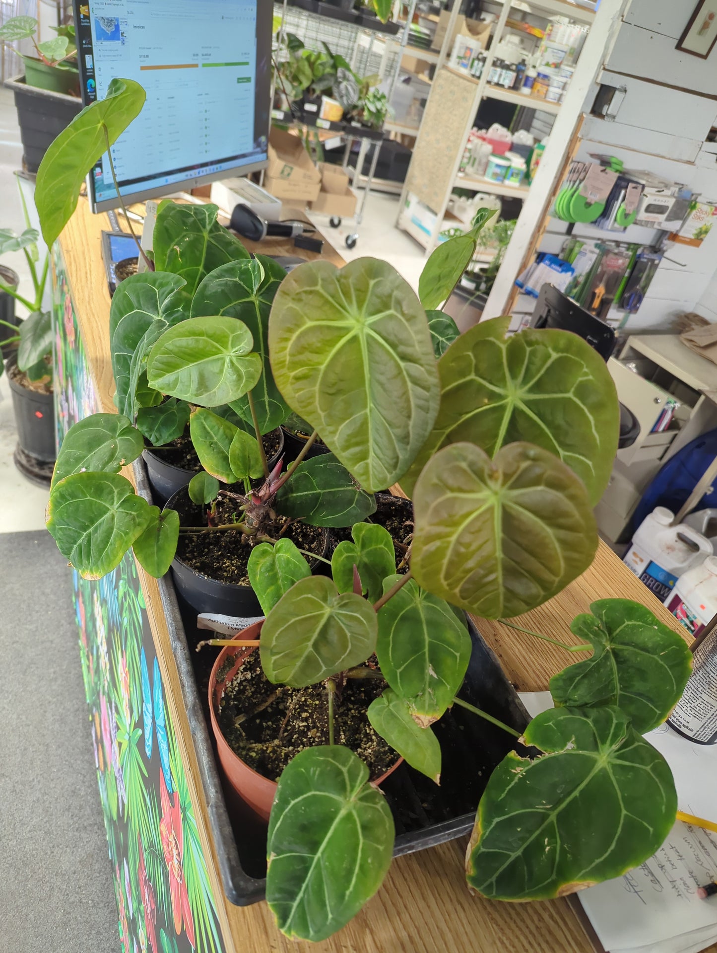 Anthurium Magnificum Hybrid 6"