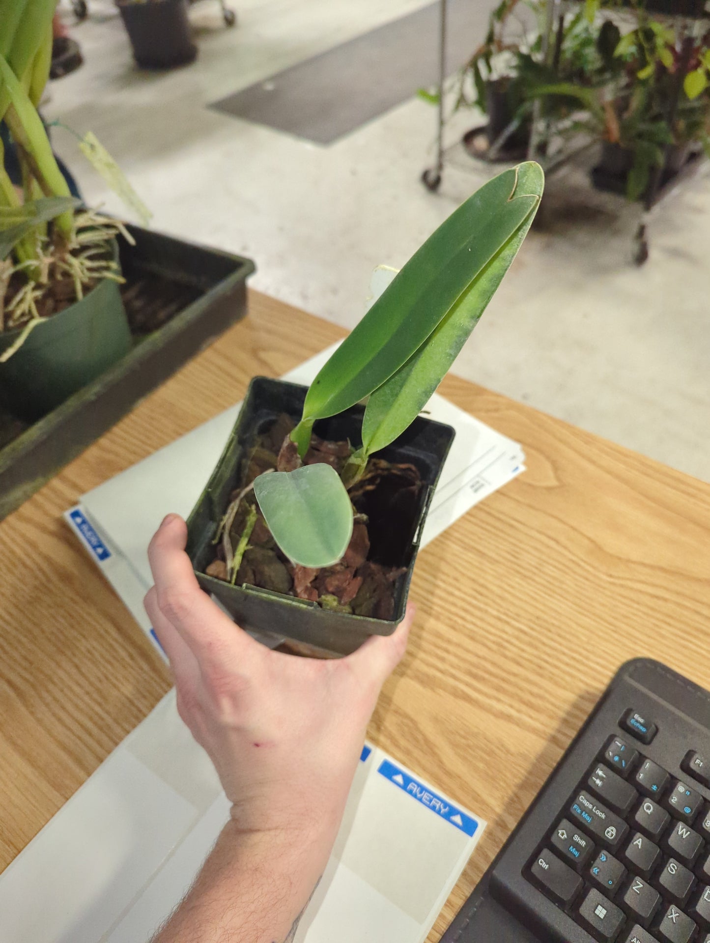 LAELIA PURPURATA VAR ATROPURPUREA