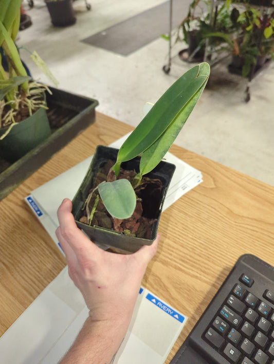 LAELIA PURPURATA VAR ATROPURPUREA