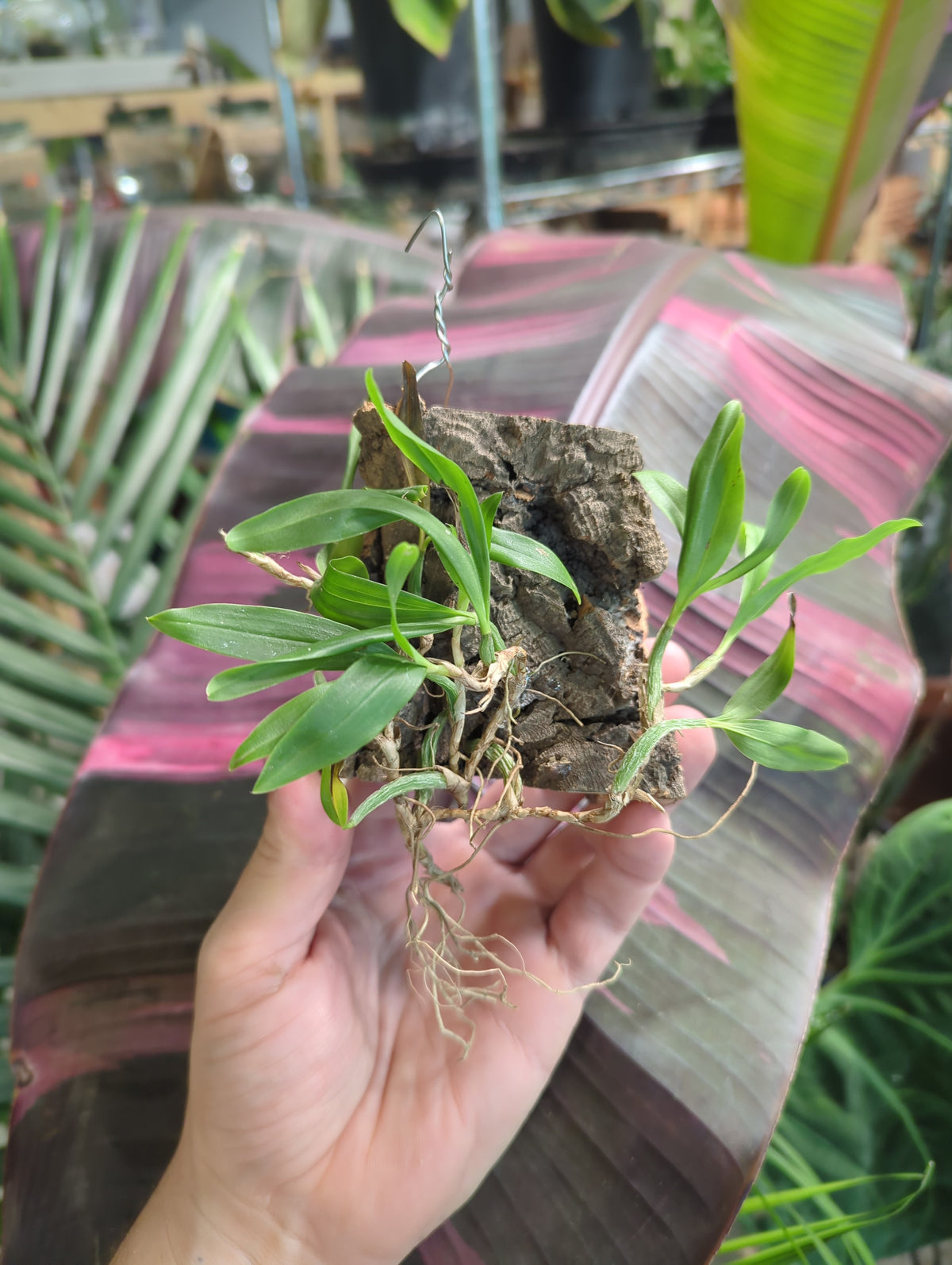Coelogyne Fimbriata mounted orchids