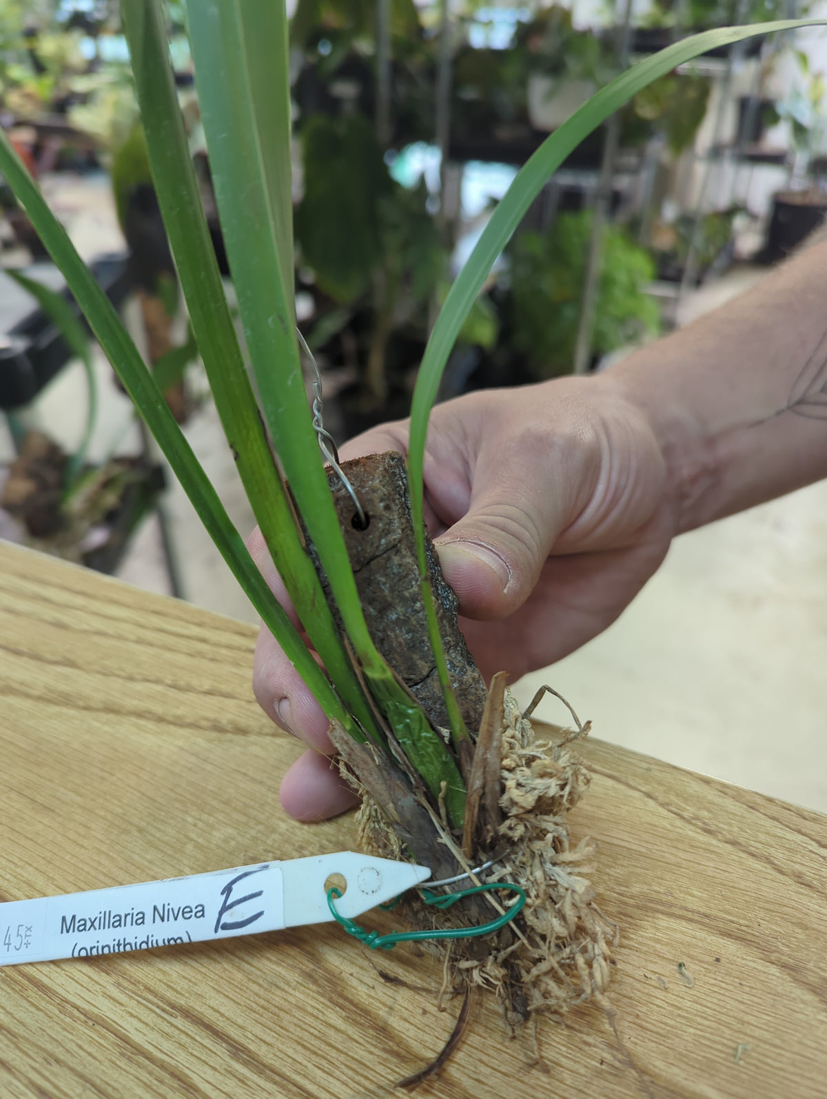 Maxillaria nivea