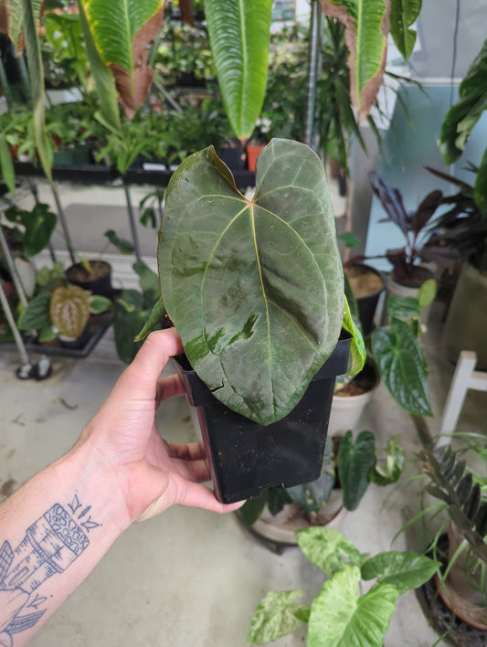 Anthurium (Dark Phoenix x Forgetii) x  Dressleri 5 inch pot