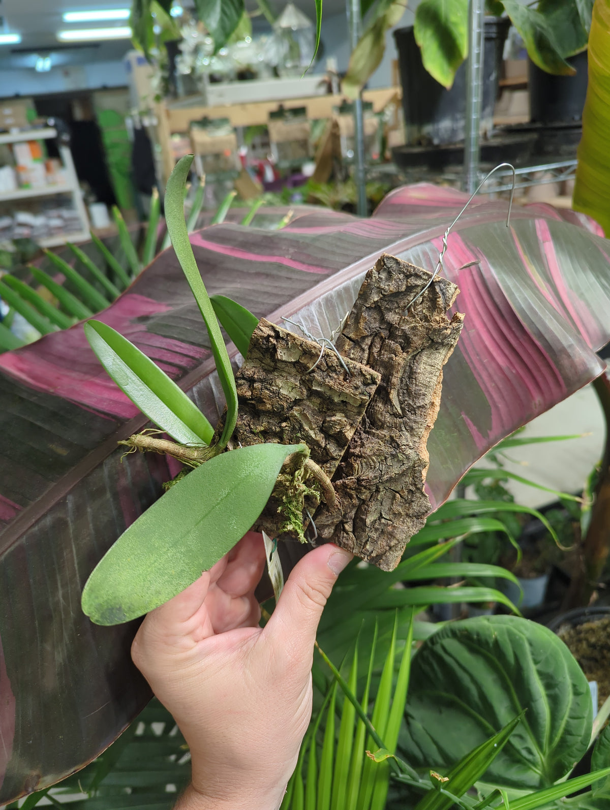 Bulbophyllum Baileyi mounted on cork