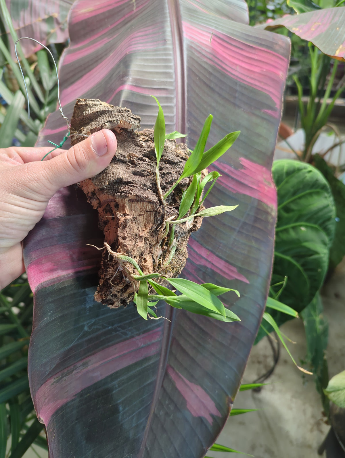 Coelogyne Fimbriata mounted orchids