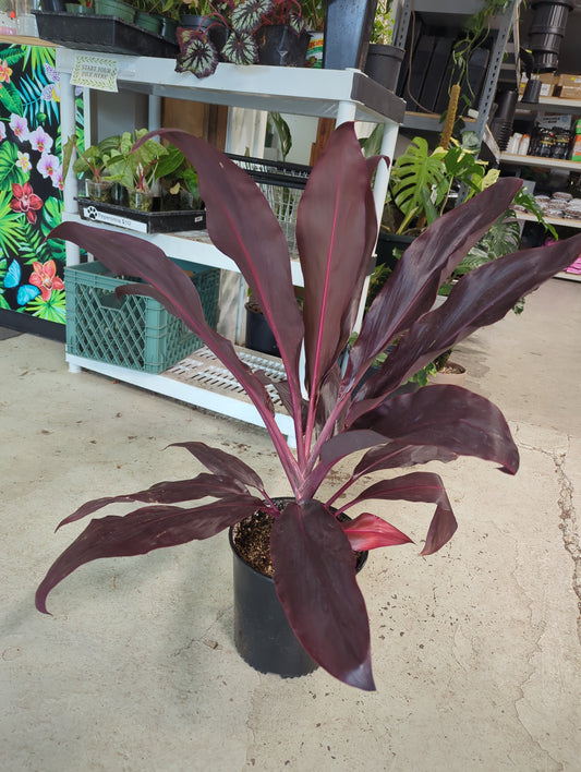 Cordyline 2 gal pot
