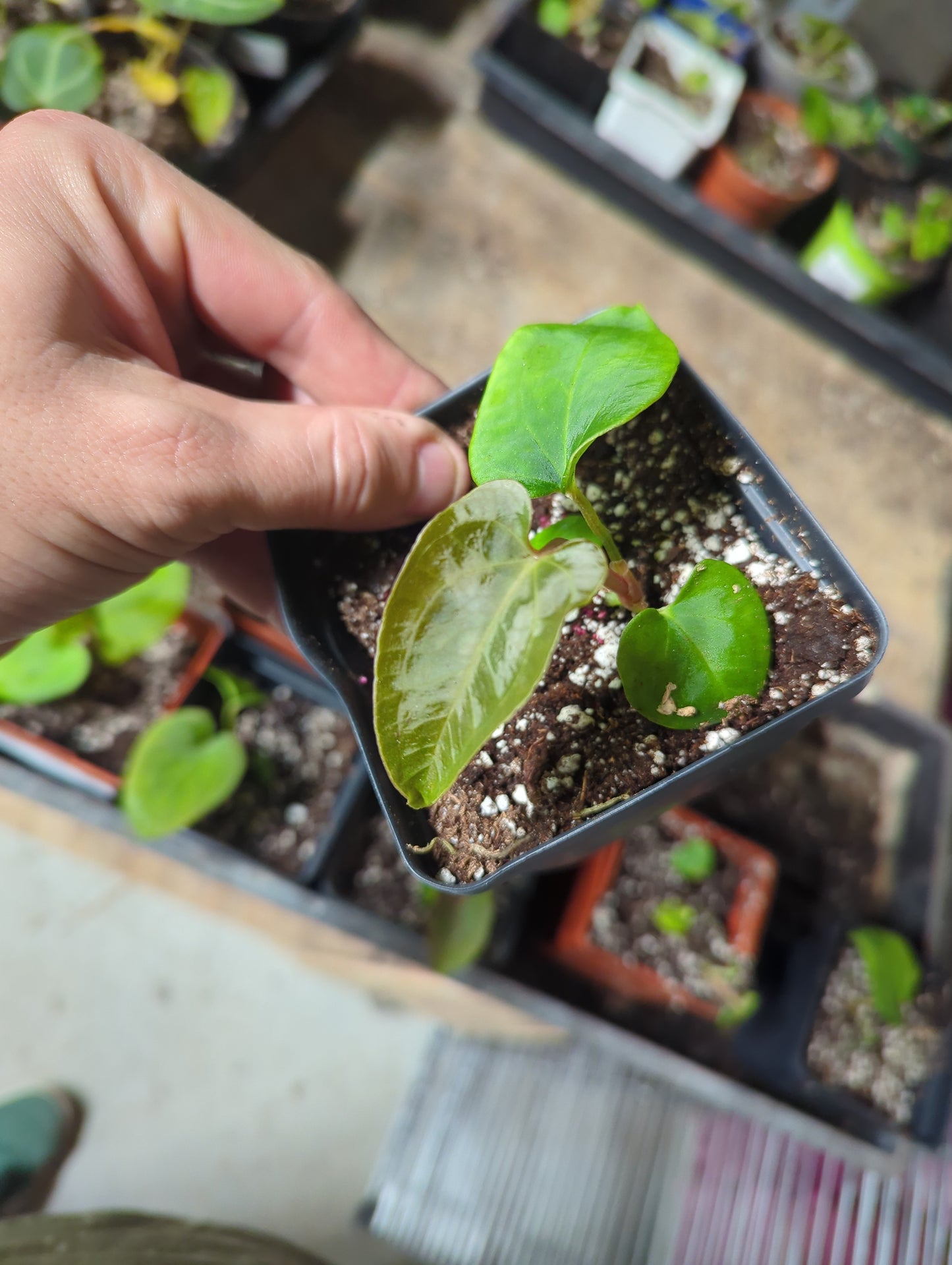 (Ant. Forgetii x Dark Prince) X Ant. Dressleri