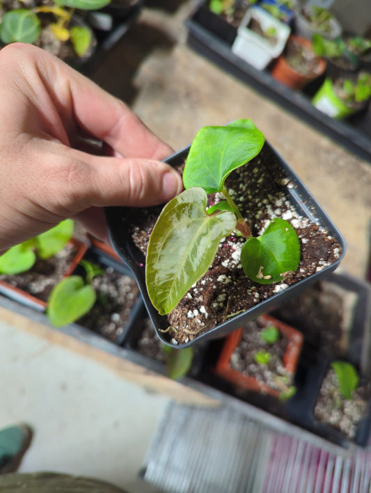 (Ant. Forgetii x Dark Prince) X Ant. Dressleri