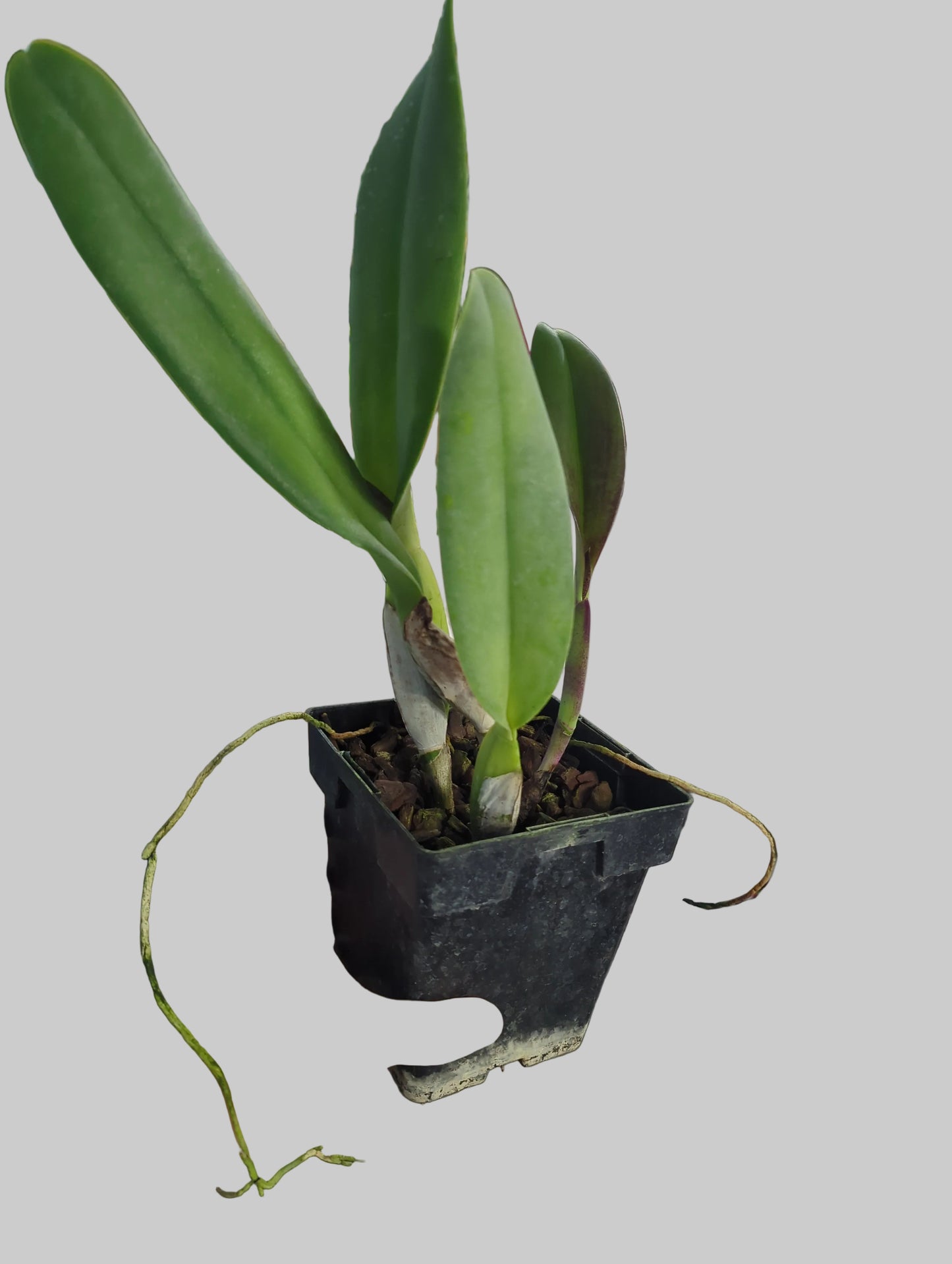 Blc Pamela x Aristocrat