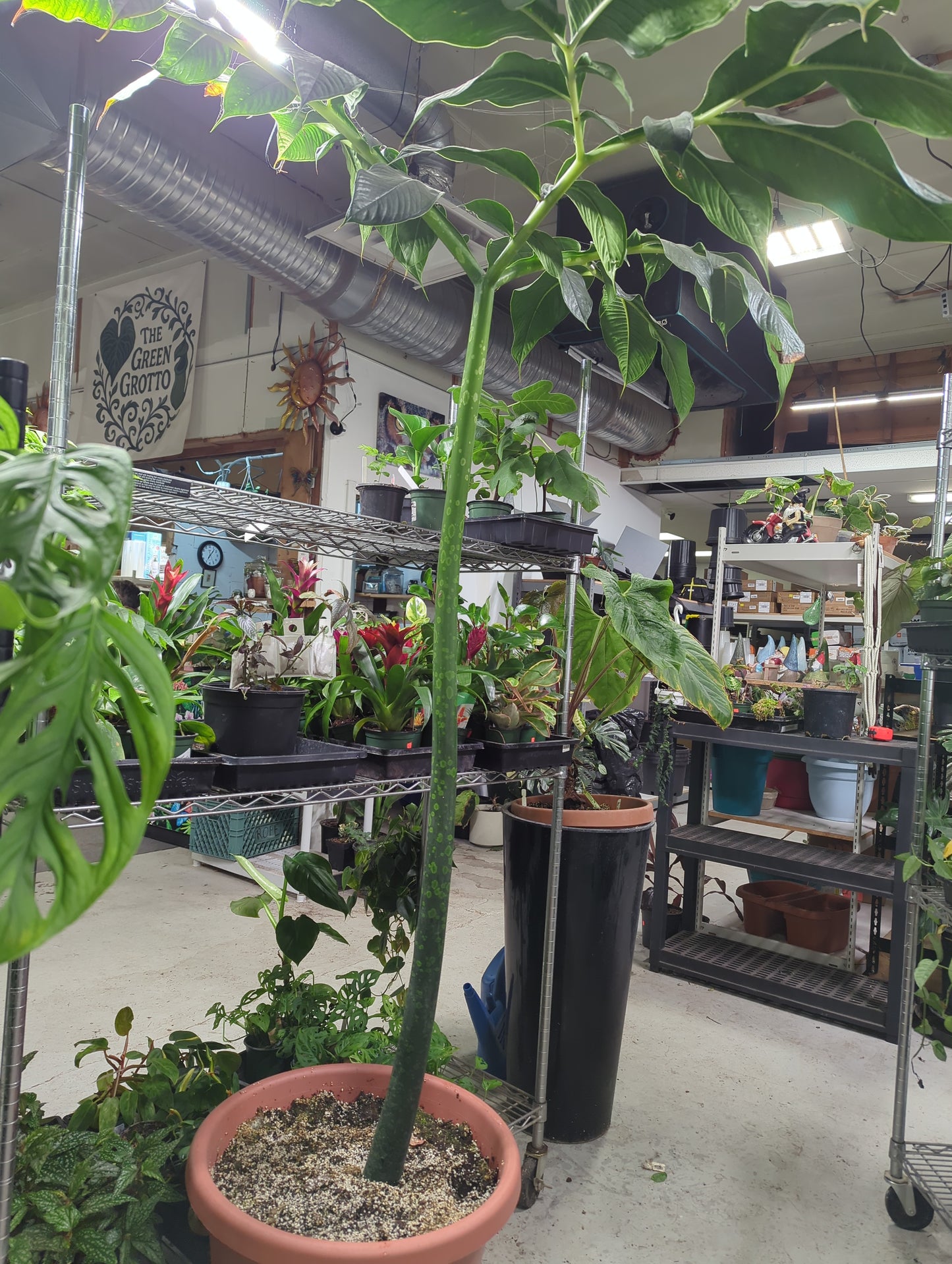 Titan Arum Corpse Flower Plant