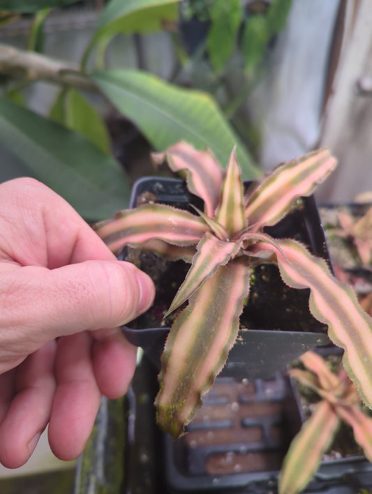 Cryptanthus earth star