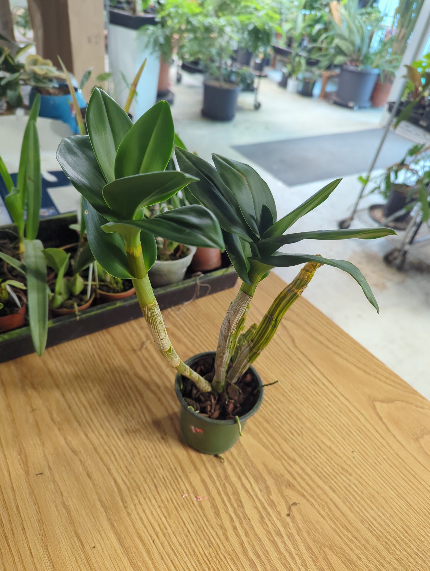 Dendrobium Hawaii Stripes