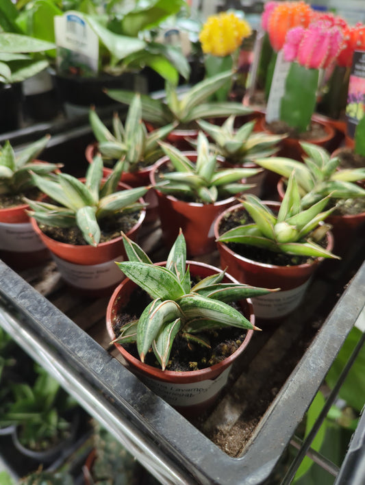 Sansevieria Lavarnos Blue Clone Variegated 3"