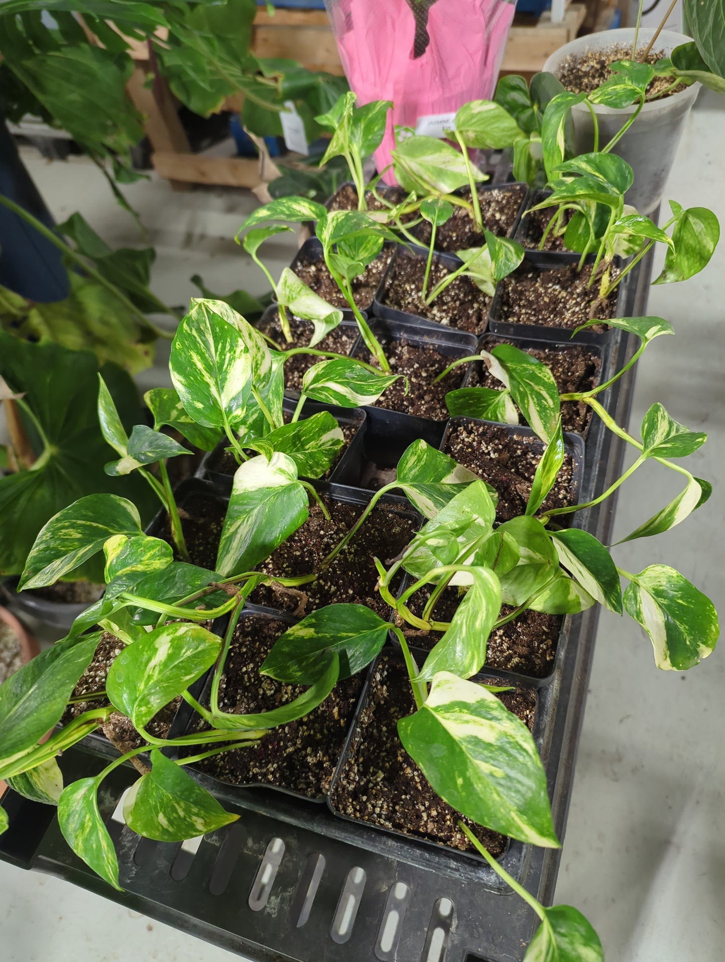 Bumpy Pothos