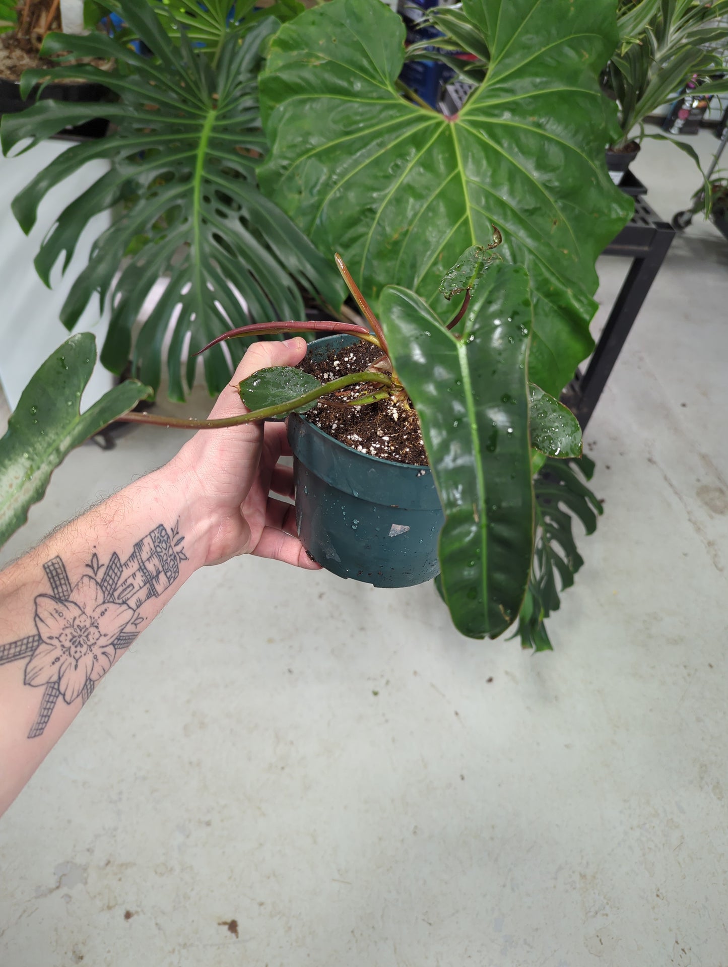 Philodendron Billietae Black Form