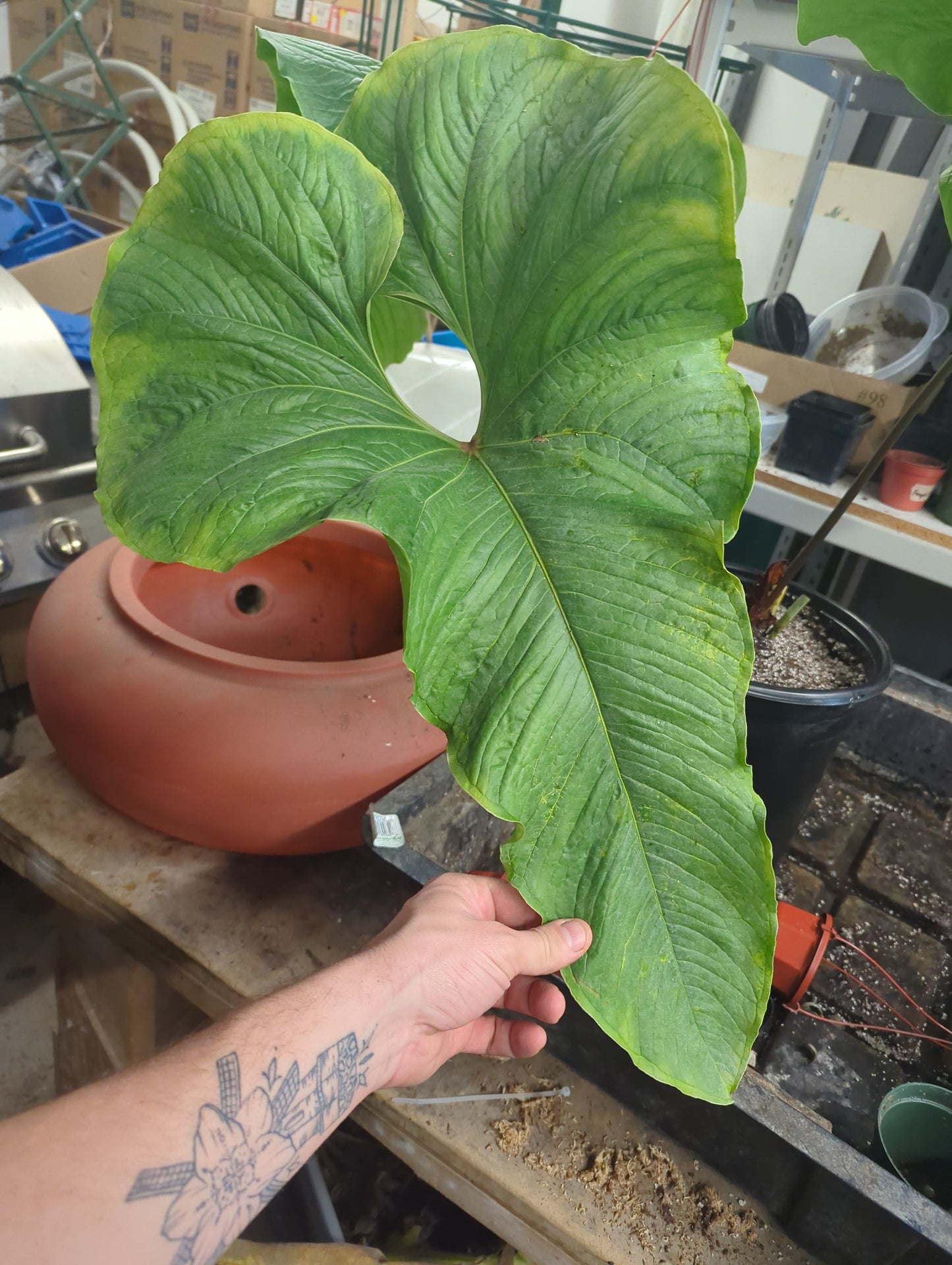 Anthurium insigne cf