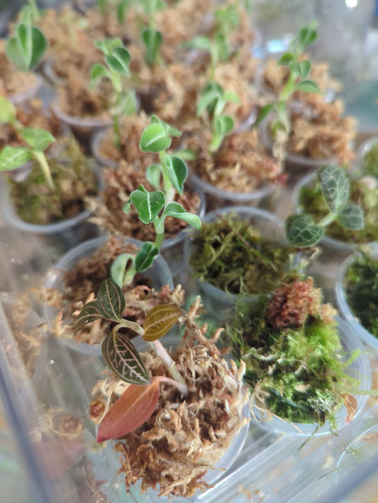 2inch Assorted Jewel Orchids