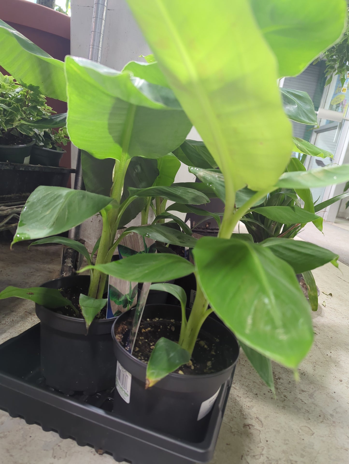 BANANA-DWARF CAVENDISH 6'