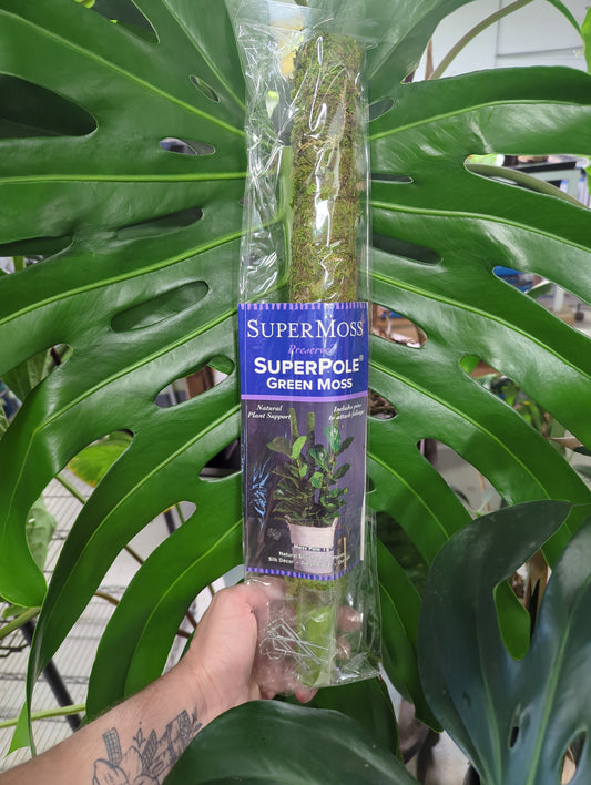 Moss Pole Preserved Fresh Green  18"