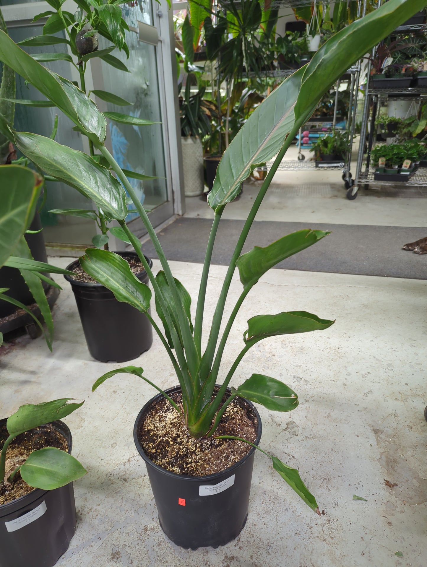 Orange Birds - Strelitzia reginae. 2 gallon pot
