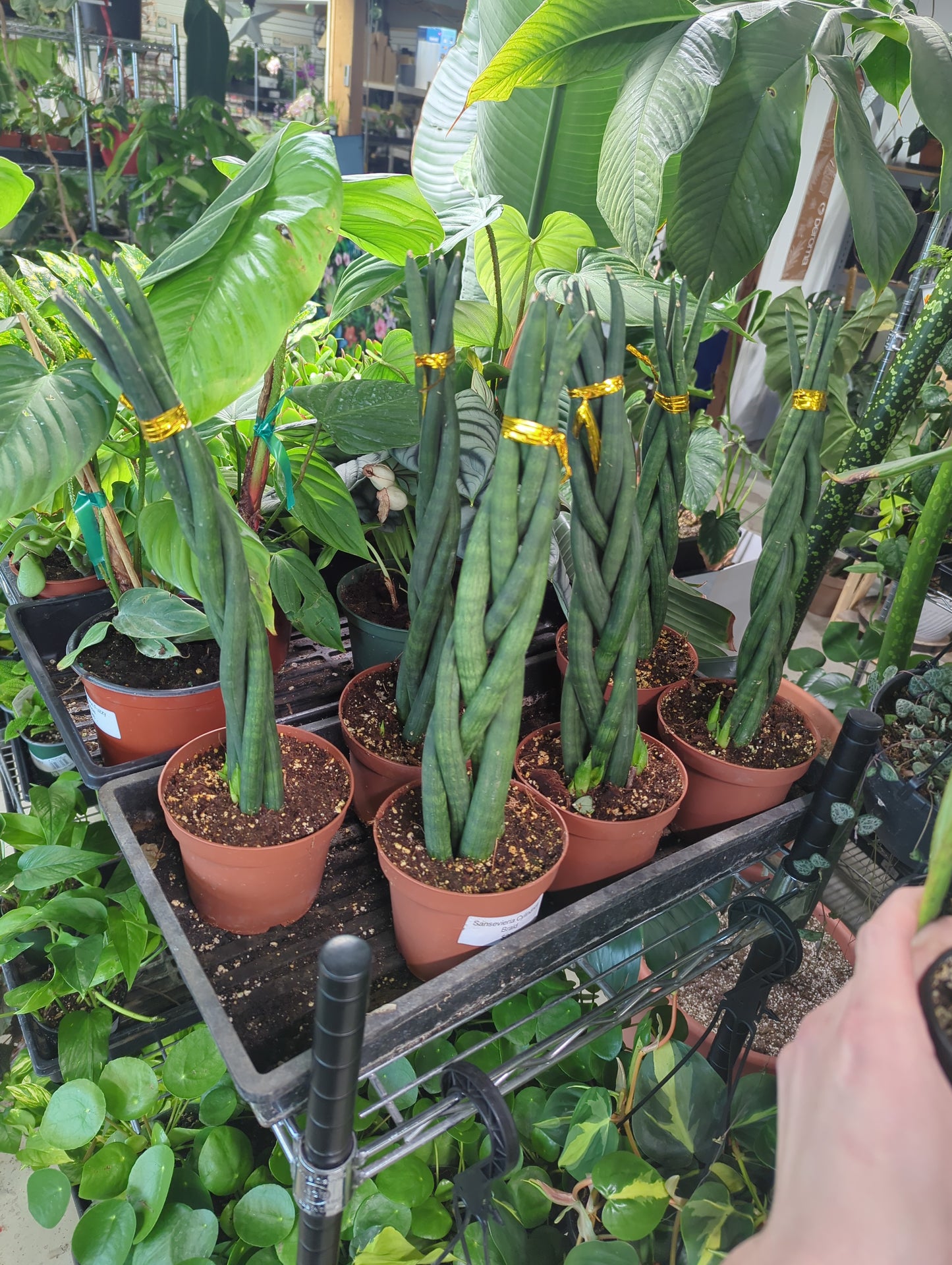 Sansevieria Cylindrica Braid Snake plant