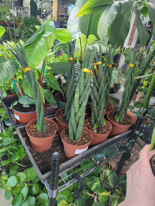Sansevieria Cylindrica Braid Snake plant