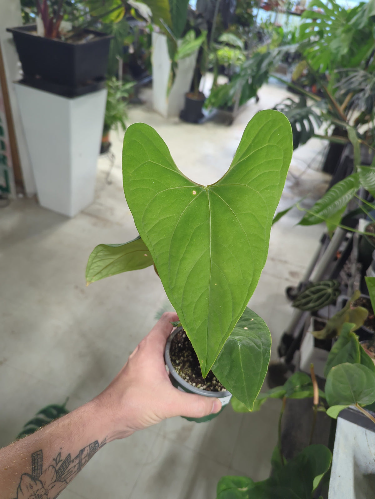 Anthurium SP Haunuco Dark Velvet