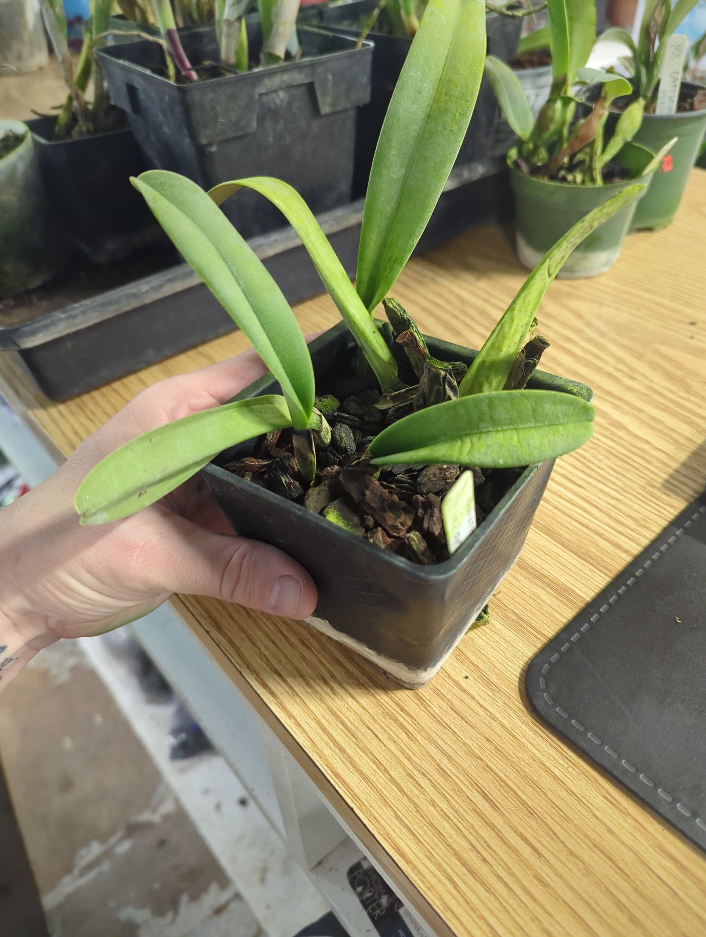 Blc Pamela x Aristocrat