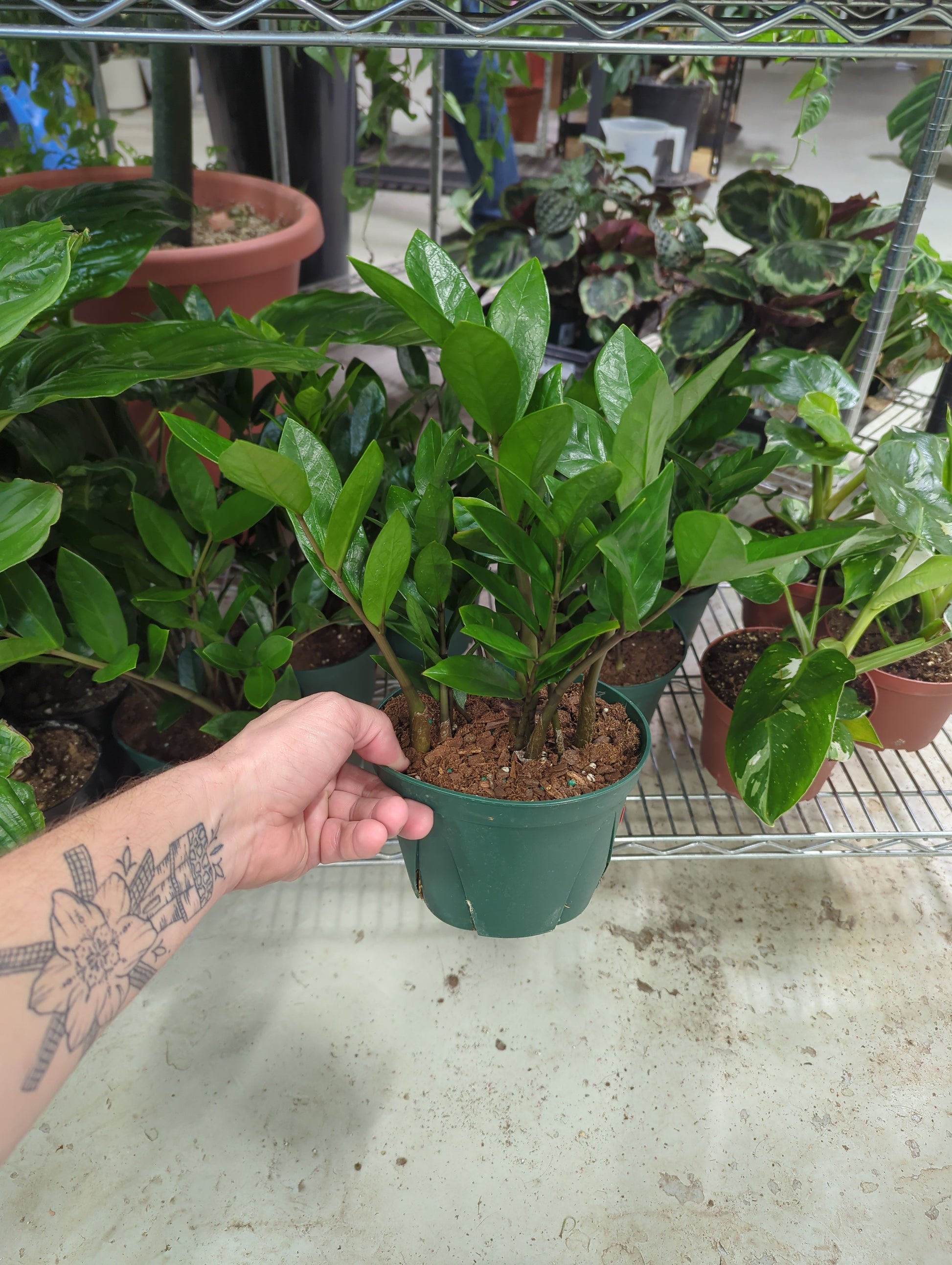 zz plant 6 inch ZZ PLANT 6 INCH ZAMIOCULCAS