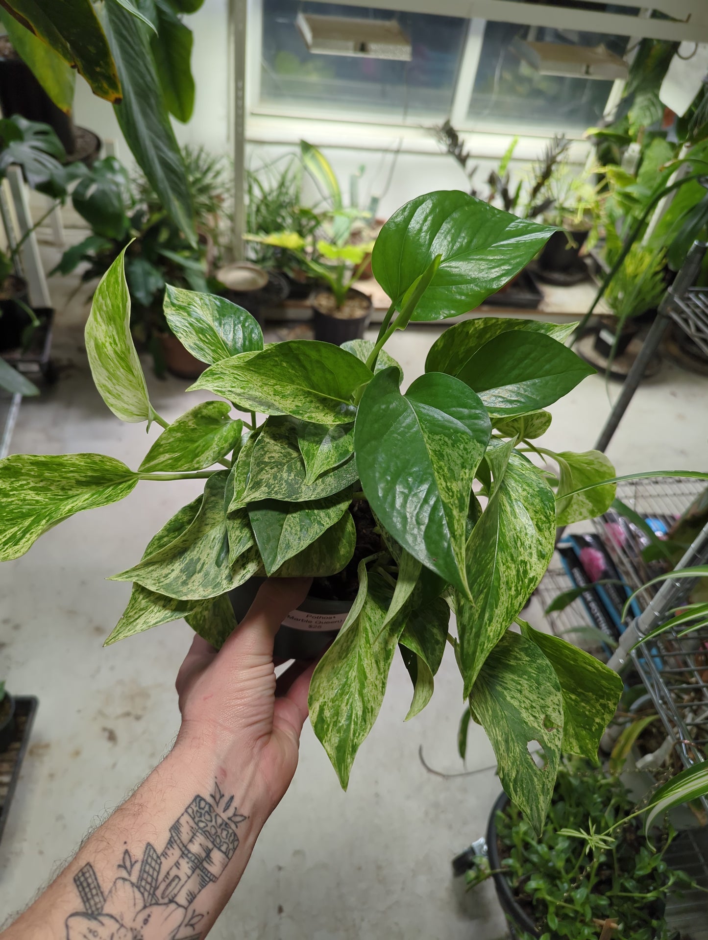 Pothos (Marble Queen) 6"