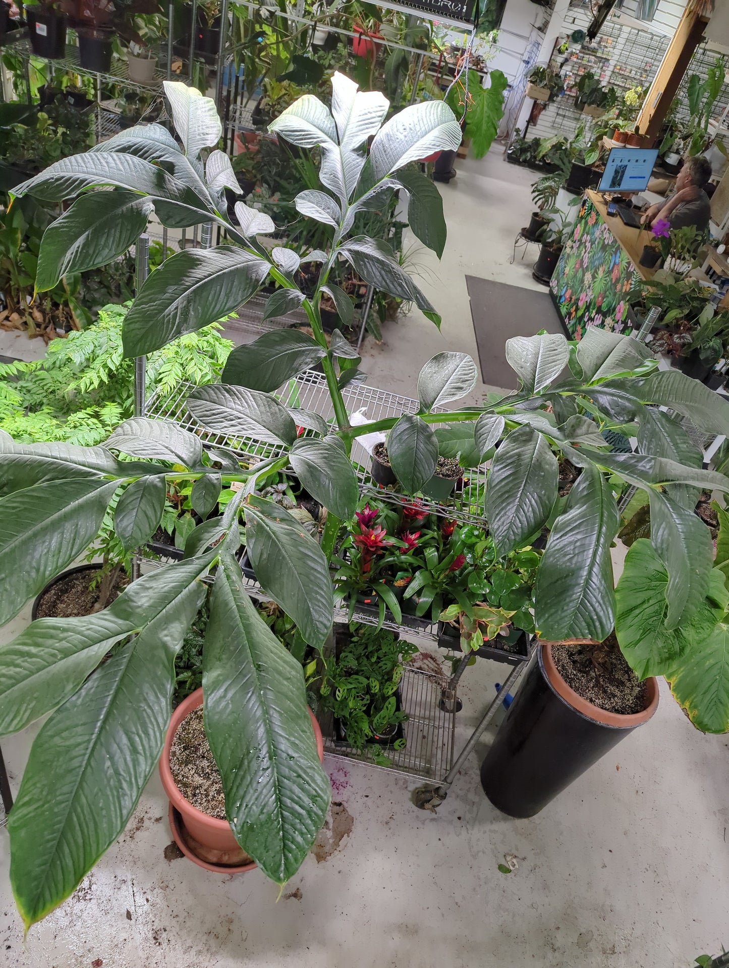 Titan Arum Corpse Flower Plant