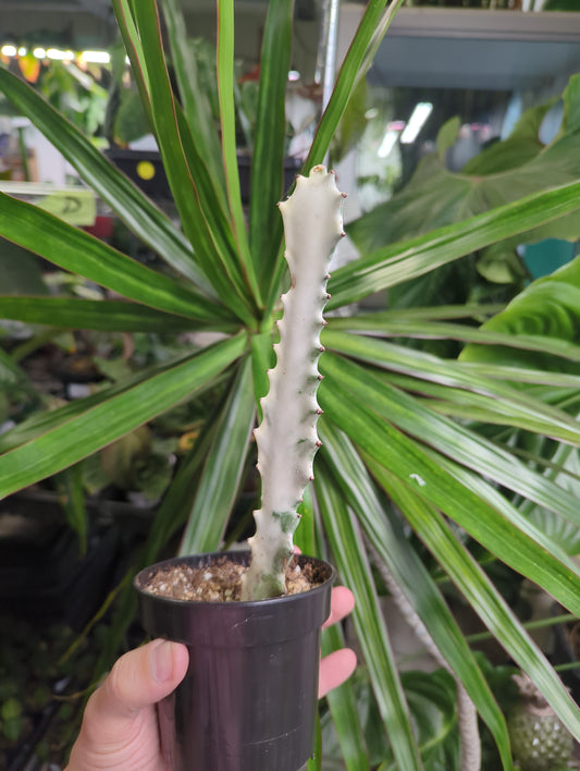 White Ghost Euphorbia 4in pot