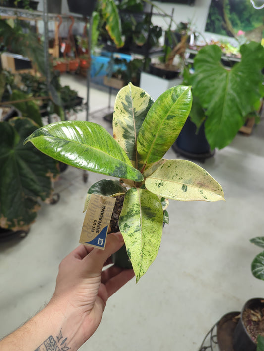 4 IN Ficus Elastica Shivereana Moonshine-