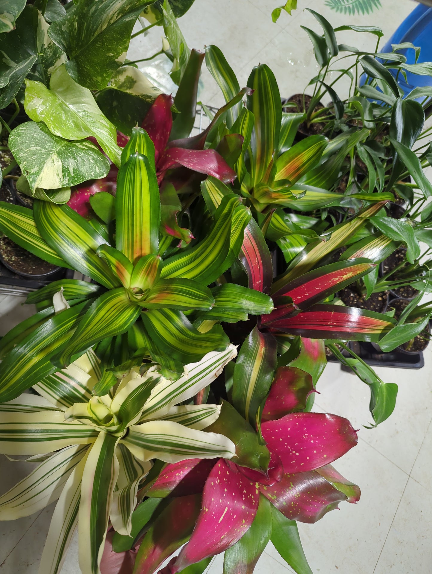 Neoregelia asst 6"