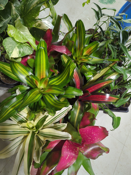 Neoregelia asst 6"