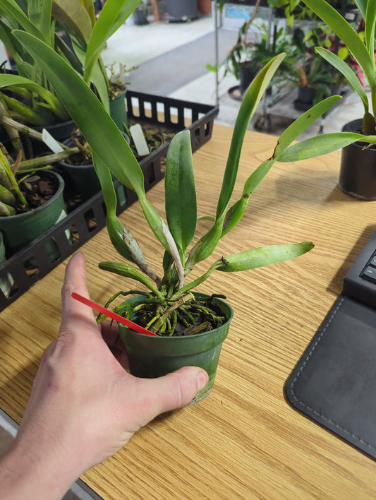 Cattleya Mossiae Orchid