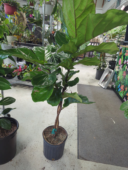10 IN Ficus Lyrata Twist